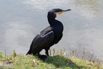 Cormorant